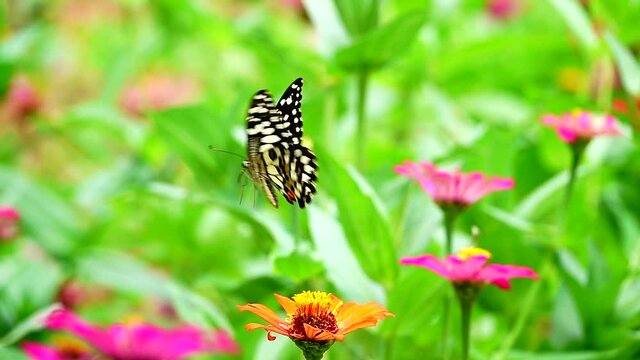 HD 1080p super slow Thai butterfly in pasture flowers Insect outdoor nature green backgound