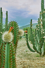 Huerto de cactus que dan ricas pitayas, bolas con espinas sobre los órganos en un día nublado