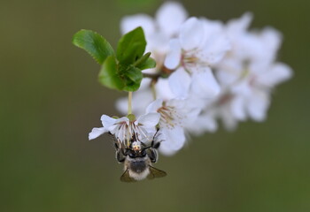 Biene auf Kirschblüte
