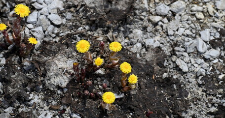 flore des alpes en juin