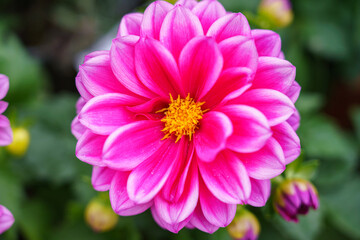 beautiful pink purple garden dahlia pinnata in full summer bloom 
