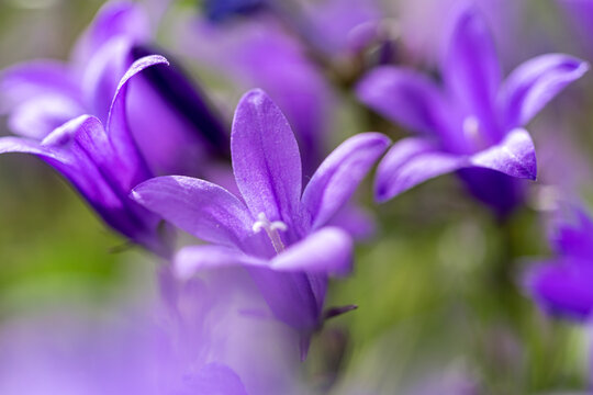 Close-up of Campanula, purple bell flowers in summer garden. Background