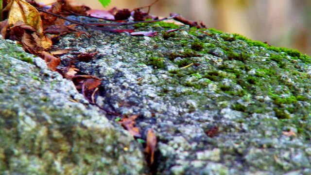 Moss growing on a rock in a forest