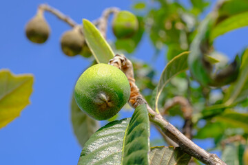 diseases of the Japanese medlar tree. Loquat Tree