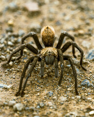 Foto Macro Araña Tarantula con pelo Dorado en el desierto Sonora de Arizona