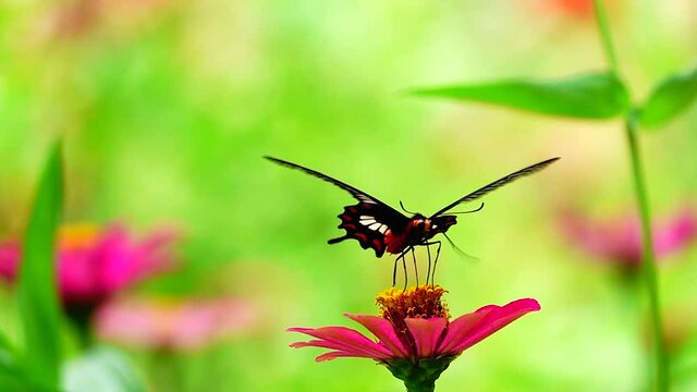 HD 1080p super slow Byasa adamsoni adamsoni (Grose-Smith, 1886) : Adamson&rsquo;s Rosethai butterfly in pasture flowers Insect outdoor nature green backgound