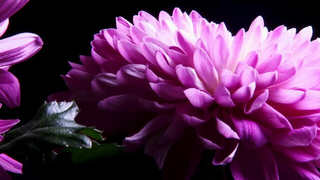 Colorful purple Dalia isolated over black background
