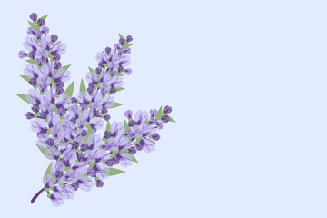 Blooming purple lavender plants on a blue background. Blank for a postcard, for any text, for page design on a website or in an article