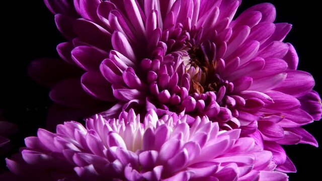 Colorful purple Dalia isolated over black background