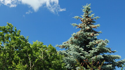 świerk na tle błękitnego nieba