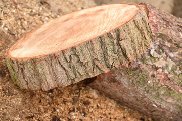 Fellings, pillars of felled trees