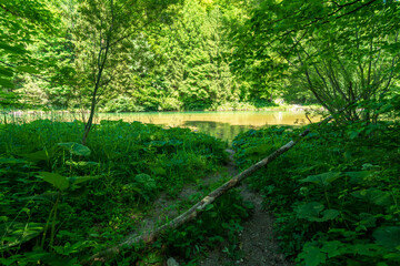 Ufer am Almsee in Oberösterreich