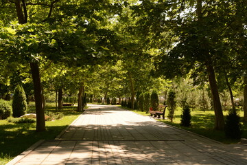 alley in the park