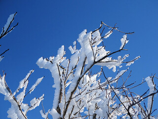 霧氷が発生した寒い朝
