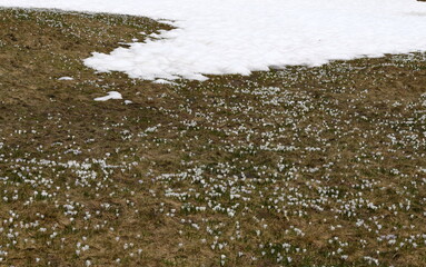 printemps en juin en haute montagne