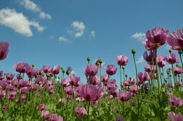 Obraz premium poppy field in bavaria, lilac poppies