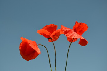 Red poppy