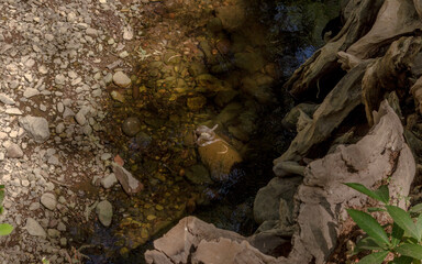 Serpiente asoleandose en charca de rio casi seco
