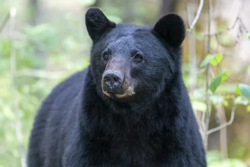 Fotobehang Beer Closeup shot of a black bear in a forest on a blurred background  © Daniel L Friend/Wirestock