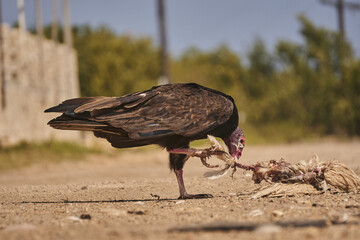 Closeup shot of a california condor