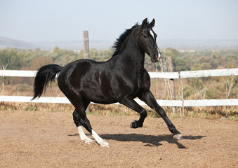 Fototapeta na wymiar Black Orlov trotter horse walking outside on a sunny day
