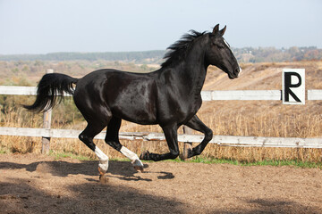 Black Orlov trotter horse walking outside on a sunny day