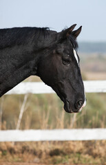 Black Orlov trotter horse walking outside on a sunny day