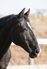 Fototapeta premium Black Orlov trotter horse walking outside on a sunny day