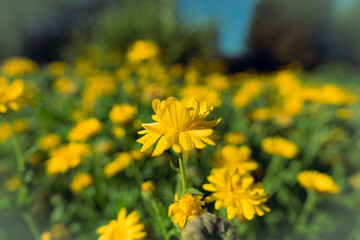 Yellow Flower -Pot Marie Gold