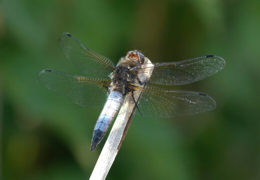 Selective focus of a Scarce Chaser (Libellula fulva) dragonfly on the branch