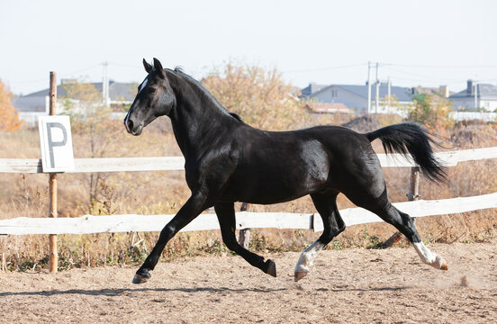 Black Orlov trotter horse walking outside on a sunny day