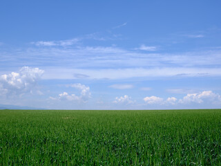 Fototapeta premium 緑の麦畑と青空