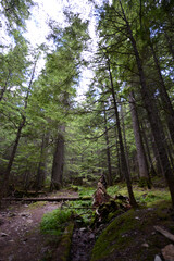 A trail through the lush woodland forest at Glacier National Park