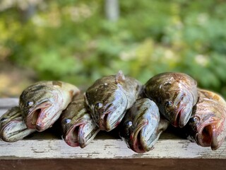 fresh caught fish piled up on wooden board. Small mouth and large mouth bass 