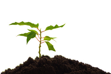 young green tree sapling growing in soil soil on white background, business start concept, startup, new life