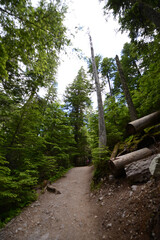 A trail through the lush woodland forest at Glacier National Park