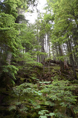 Obraz premium A trail through the lush woodland forest at Glacier National Park
