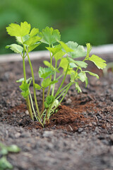 plant in soil
