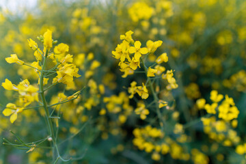 Oilseed yellow rapeseed flowers in a cultivated agricultural field