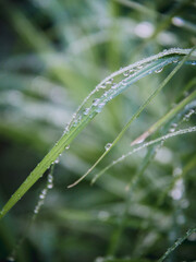 dew
