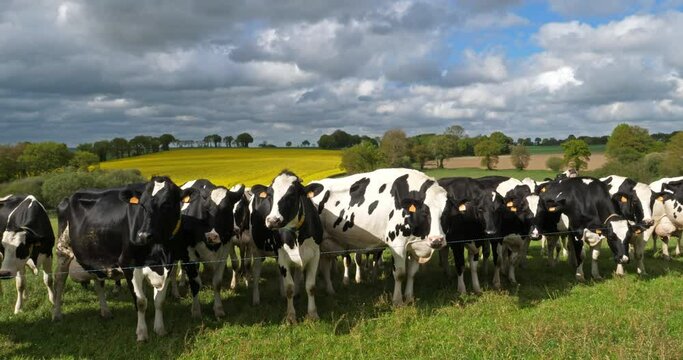 Holstein Friesian cattle in the Cotes d Armor department, Brittany, France