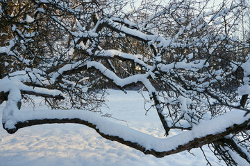 tree branches in winter in the city park