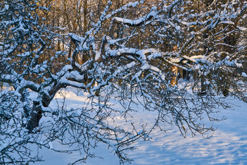 tree branches on a sunny winter day