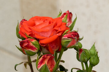 Large, fragrant, sumptuous, orange roses with a bud against a dark-leafed rose shrub in spring. Оrange rose flowers on the rose bush in the garden in summer. Flower backgrou