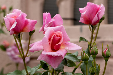 Large, fragrant, sumptuous, coral-pink roses with a bud against a dark-leafed rose shrub in spring. Pink rose flowers on the rose bush in the garden in summer. Flower background