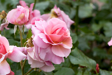 Large, fragrant, sumptuous, coral-pink roses with a bud against a dark-leafed rose shrub in spring. Pink rose flowers on the rose bush in the garden in summer. Flower background