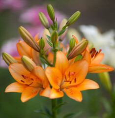 Close-up of the orange asiatic Asiatic Lilies (Lilium hybridum). Blooming orange lily flowers. Shallow focus, background blur.