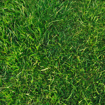 Green grass nature background, natural texture of plant in close-up