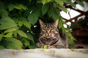 Die Katze sitzt unter einer Pflanze und schaut neugierig und aufgeregt nach oben. Porträt einer graubraunen Tabbykatze. 