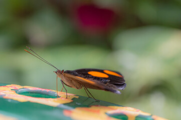A Grecian shoemaker (Catonephele numilia)